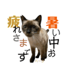 ハーツ保護猫シェルター支援・夏と天気（個別スタンプ：7）