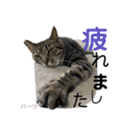 ハーツ保護猫シェルター支援・夏と天気（個別スタンプ：8）