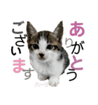 ハーツ保護猫シェルター支援・夏と天気（個別スタンプ：9）