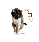 ハーツ保護猫シェルター支援・夏と天気（個別スタンプ：11）