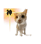 ハーツ保護猫シェルター支援・夏と天気（個別スタンプ：12）