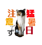 ハーツ保護猫シェルター支援・夏と天気（個別スタンプ：14）
