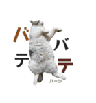 ハーツ保護猫シェルター支援・夏と天気（個別スタンプ：15）