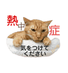 ハーツ保護猫シェルター支援・夏と天気（個別スタンプ：16）