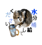 ハーツ保護猫シェルター支援・夏と天気（個別スタンプ：17）