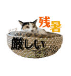 ハーツ保護猫シェルター支援・夏と天気（個別スタンプ：19）