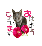 ハーツ保護猫シェルター支援・夏と天気（個別スタンプ：20）