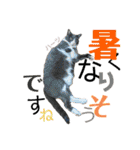 ハーツ保護猫シェルター支援・夏と天気（個別スタンプ：22）