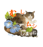 ハーツ保護猫シェルター支援・夏と天気（個別スタンプ：24）