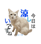 ハーツ保護猫シェルター支援・夏と天気（個別スタンプ：25）