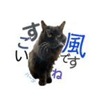 ハーツ保護猫シェルター支援・夏と天気（個別スタンプ：26）