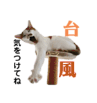 ハーツ保護猫シェルター支援・夏と天気（個別スタンプ：27）