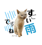 ハーツ保護猫シェルター支援・夏と天気（個別スタンプ：28）