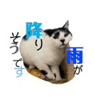 ハーツ保護猫シェルター支援・夏と天気（個別スタンプ：29）