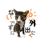 ハーツ保護猫シェルター支援・夏と天気（個別スタンプ：30）