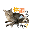 ハーツ保護猫シェルター支援・夏と天気（個別スタンプ：31）