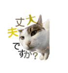 ハーツ保護猫シェルター支援・夏と天気（個別スタンプ：33）