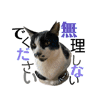 ハーツ保護猫シェルター支援・夏と天気（個別スタンプ：34）