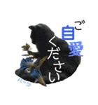 ハーツ保護猫シェルター支援・夏と天気（個別スタンプ：35）