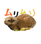 ハーツ保護猫シェルター支援・夏と天気（個別スタンプ：36）