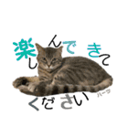 ハーツ保護猫シェルター支援・夏と天気（個別スタンプ：37）