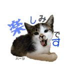 ハーツ保護猫シェルター支援・夏と天気（個別スタンプ：38）