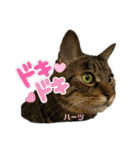ハーツ保護猫シェルター支援・夏と天気（個別スタンプ：40）