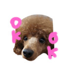 かぞくのLINEstamp（個別スタンプ：3）