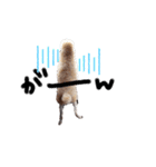 かぞくのLINEstamp（個別スタンプ：12）