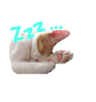 かぞくのLINEstamp（個別スタンプ：14）