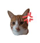 かぞくのLINEstamp（個別スタンプ：15）