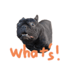 かぞくのLINEstamp（個別スタンプ：16）