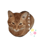 和美’s cats（個別スタンプ：13）