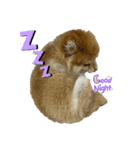 たろろろ（個別スタンプ：3）