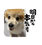 たろろろ（個別スタンプ：5）