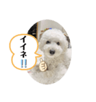 愛犬ぷぅ君の日常（1）（個別スタンプ：2）