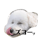 愛犬ぷぅ君の日常（1）（個別スタンプ：3）
