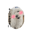 愛犬ぷぅ君の日常（1）（個別スタンプ：4）