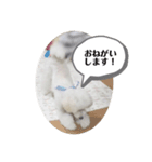 愛犬ぷぅ君の日常（1）（個別スタンプ：5）