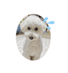 愛犬ぷぅ君の日常（1）（個別スタンプ：6）