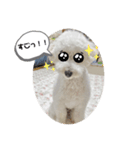 愛犬ぷぅ君の日常（1）（個別スタンプ：7）