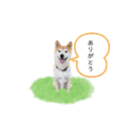 柴犬リアルはるのすけスタンプ（個別スタンプ：5）