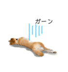柴犬リアルはるのすけスタンプ（個別スタンプ：9）