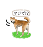 柴犬リアルはるのすけスタンプ（個別スタンプ：10）