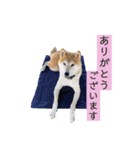 柴犬リアルはるのすけスタンプ（個別スタンプ：13）