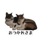 ねねこずCATS（個別スタンプ：7）