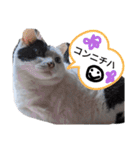 うしのつぶやき（個別スタンプ：3）