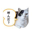 うしのつぶやき（個別スタンプ：10）