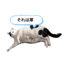 うしのつぶやき（個別スタンプ：11）