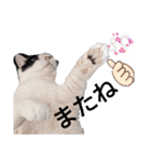 うしのつぶやき（個別スタンプ：12）